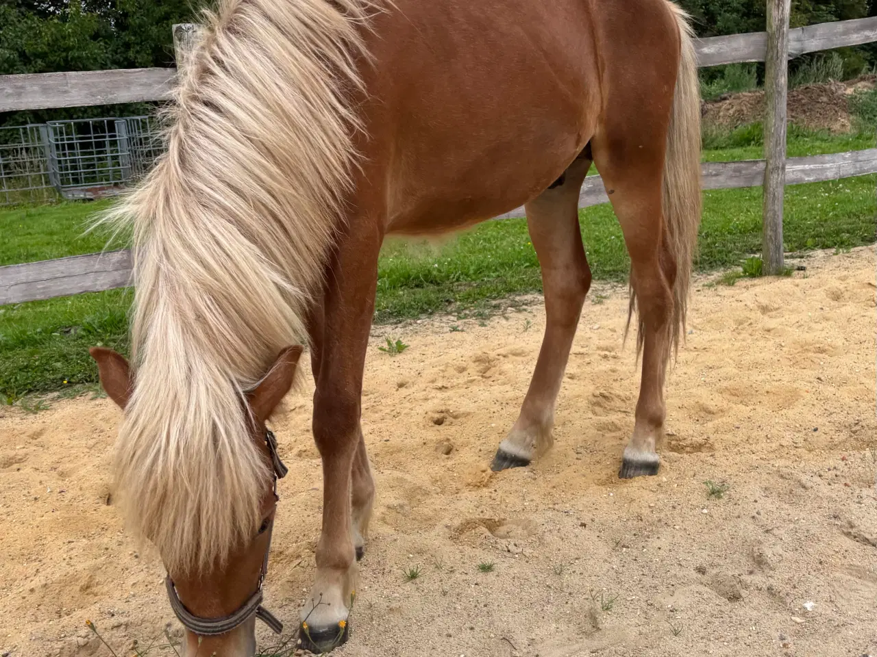 Billede 4 - Smuk islændervallak