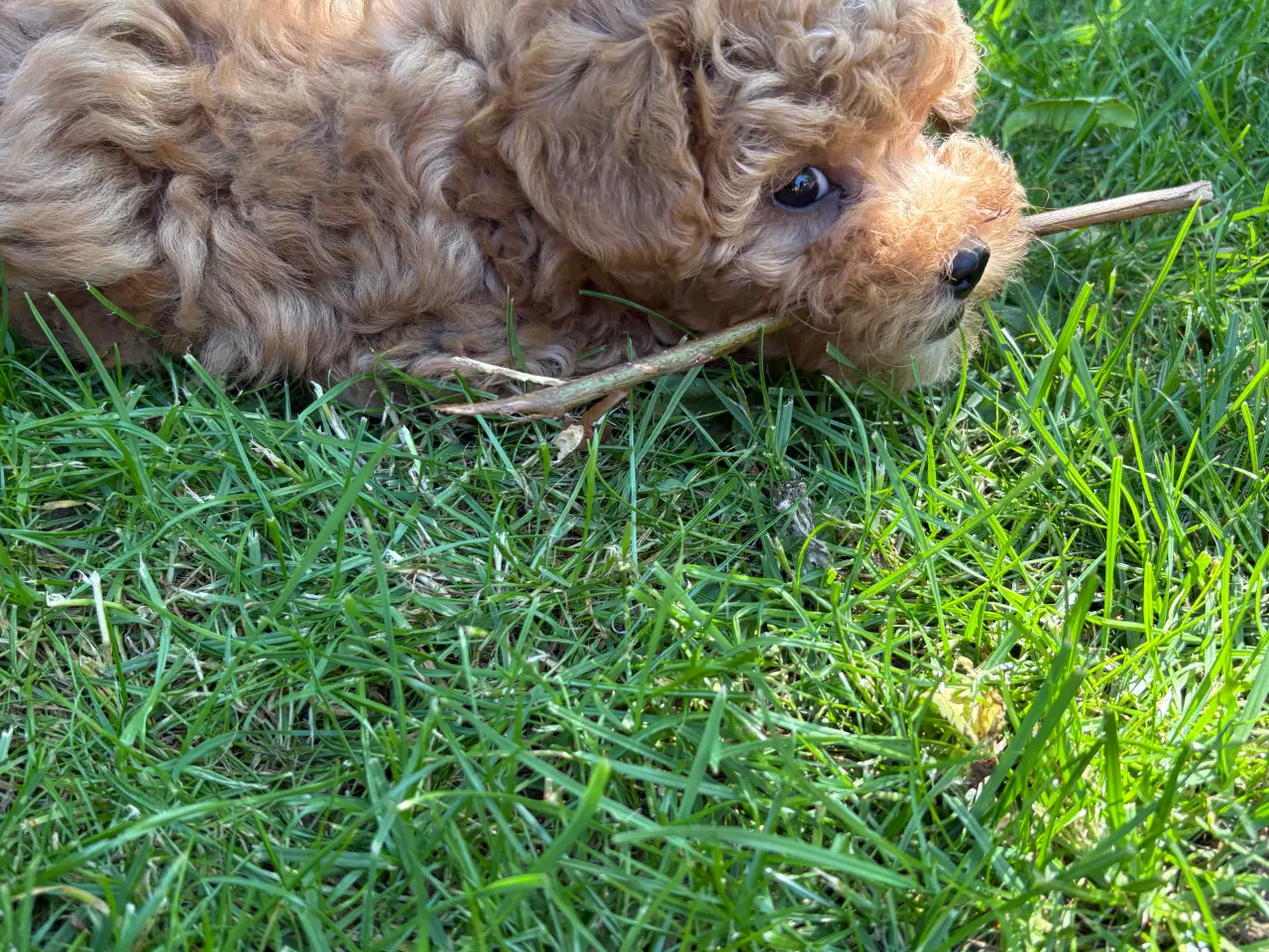 Billede 6 - De dejligste små maltipoo hvalpe