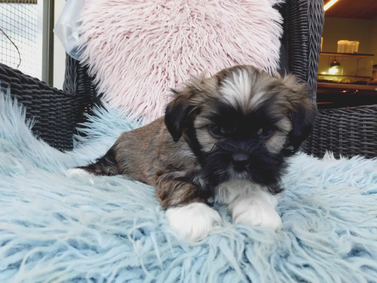 Billede 2 - Lhasa apso hvalpe med stambog