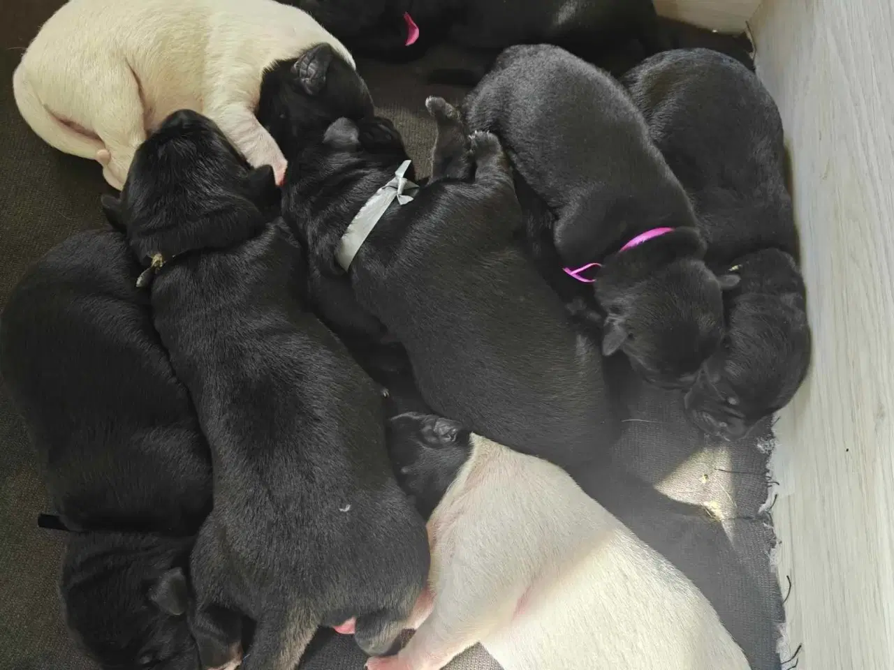 Billede 8 - Labrador blandinger