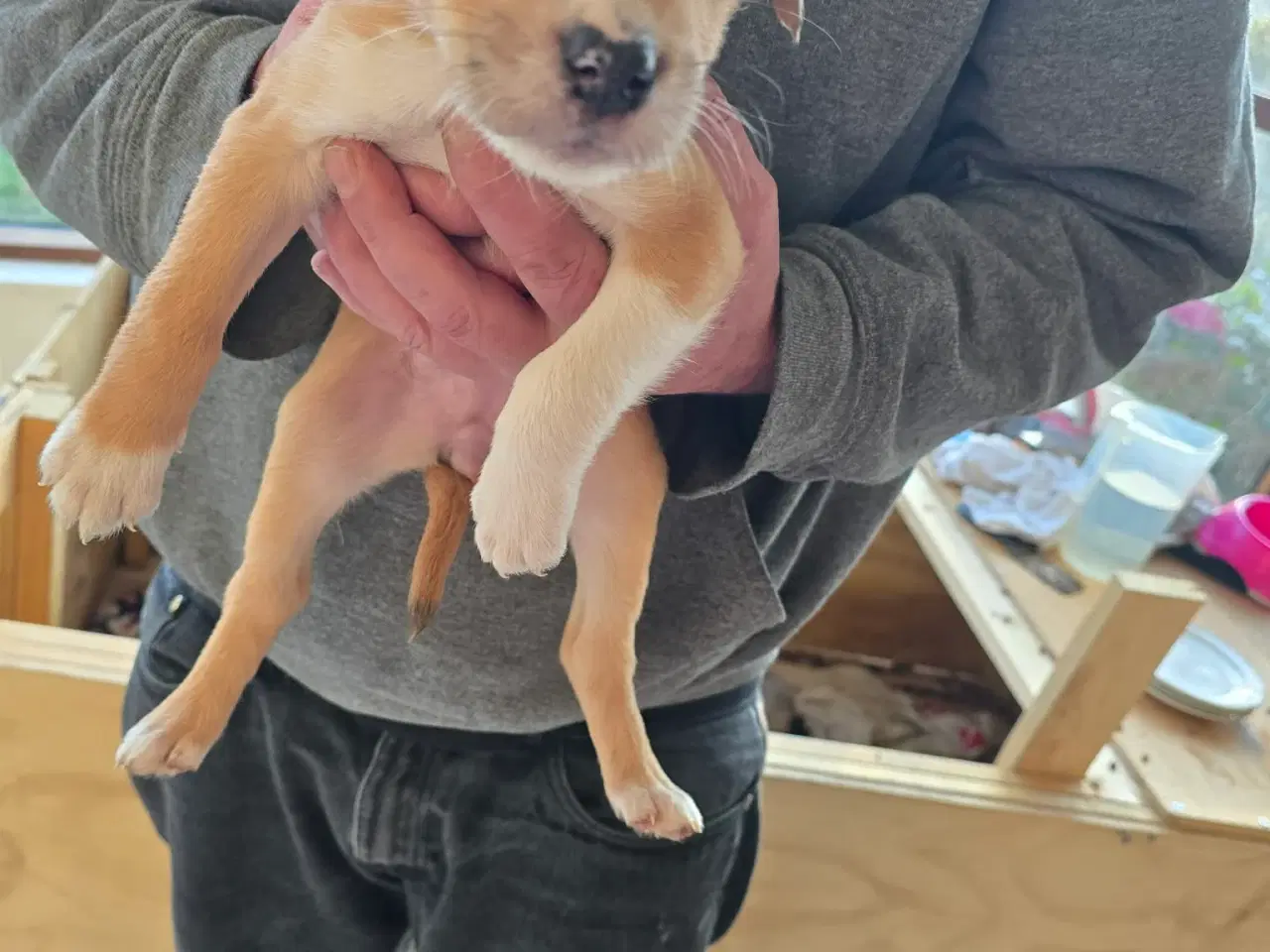 Billede 7 - Bladnings hunde hvalpe