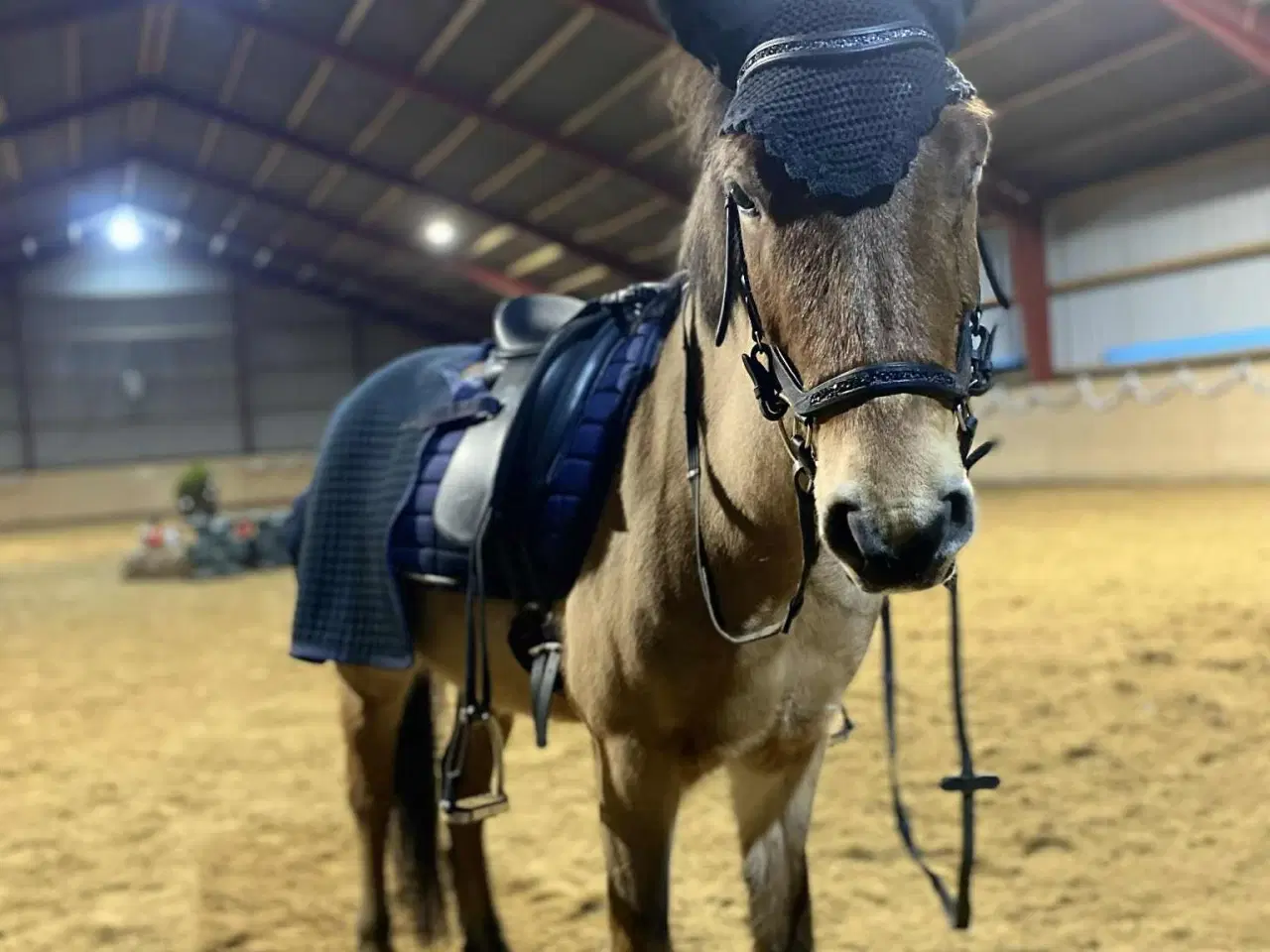 Billede 9 - børnepony /Næsten begynder pony / bytte