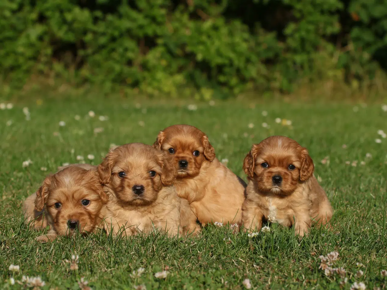 Billede 6 - cavalier king charles spaniel