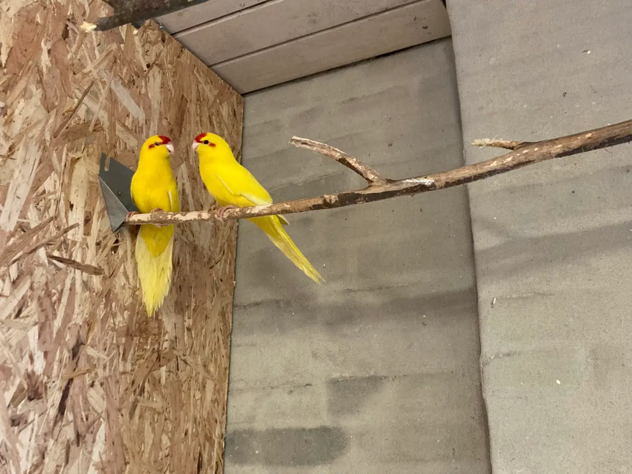 Billede 2 - Et par gule Gedeparekitter virkelig flotte