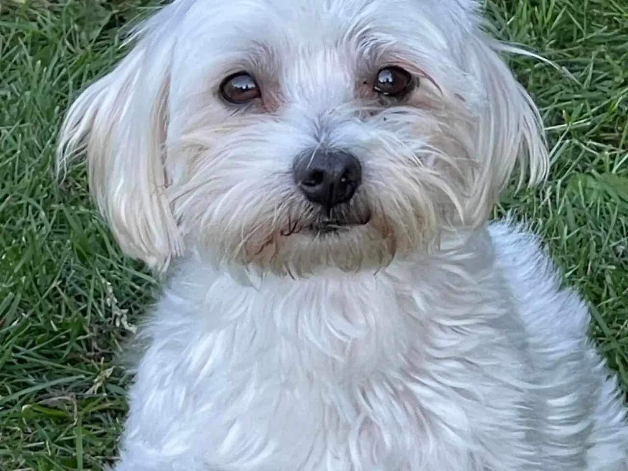 Billede 1 - Malteser pige søger nyt hjem !💗