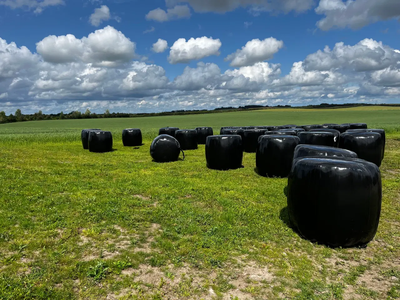 Billede 5 - Øko Fiberhø i rundballer & wrappet hø i Rundballer