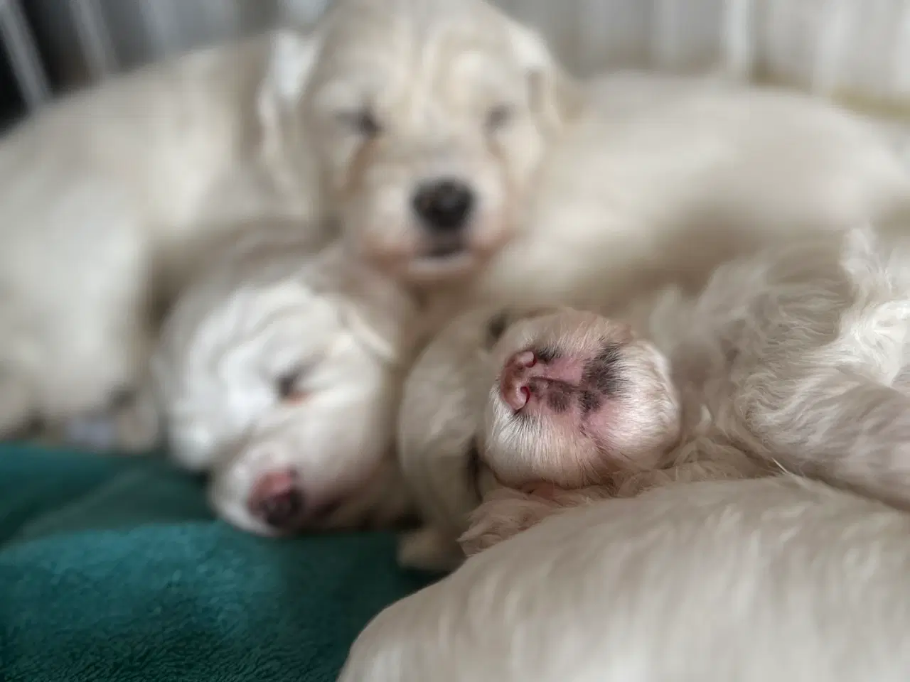 Billede 3 - Coton de Tulear / Bichon Havanais blandinger