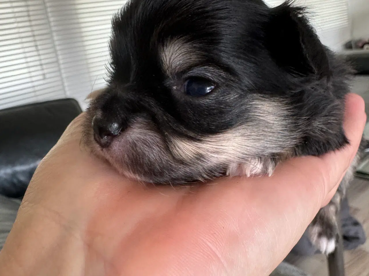 Billede 3 - Mini Chihuahua