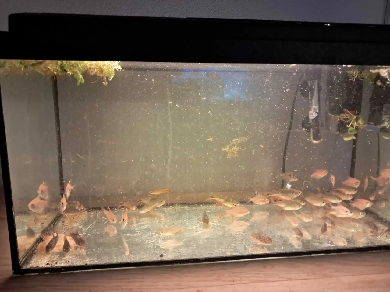 Billede 3 - Tetraer og sterbai