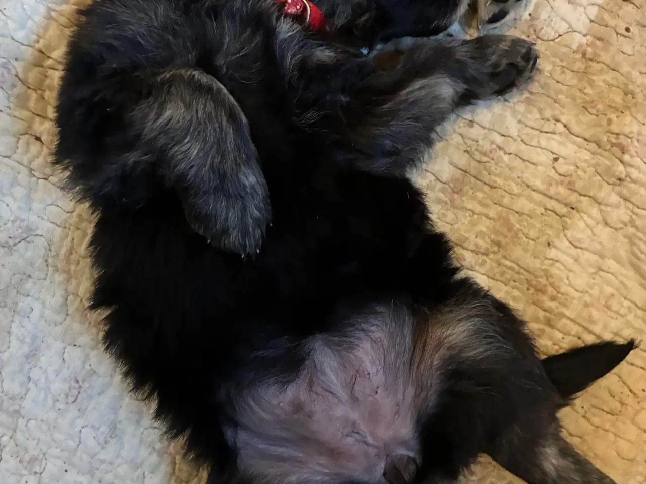 Billede 3 - Super søde familiehunde