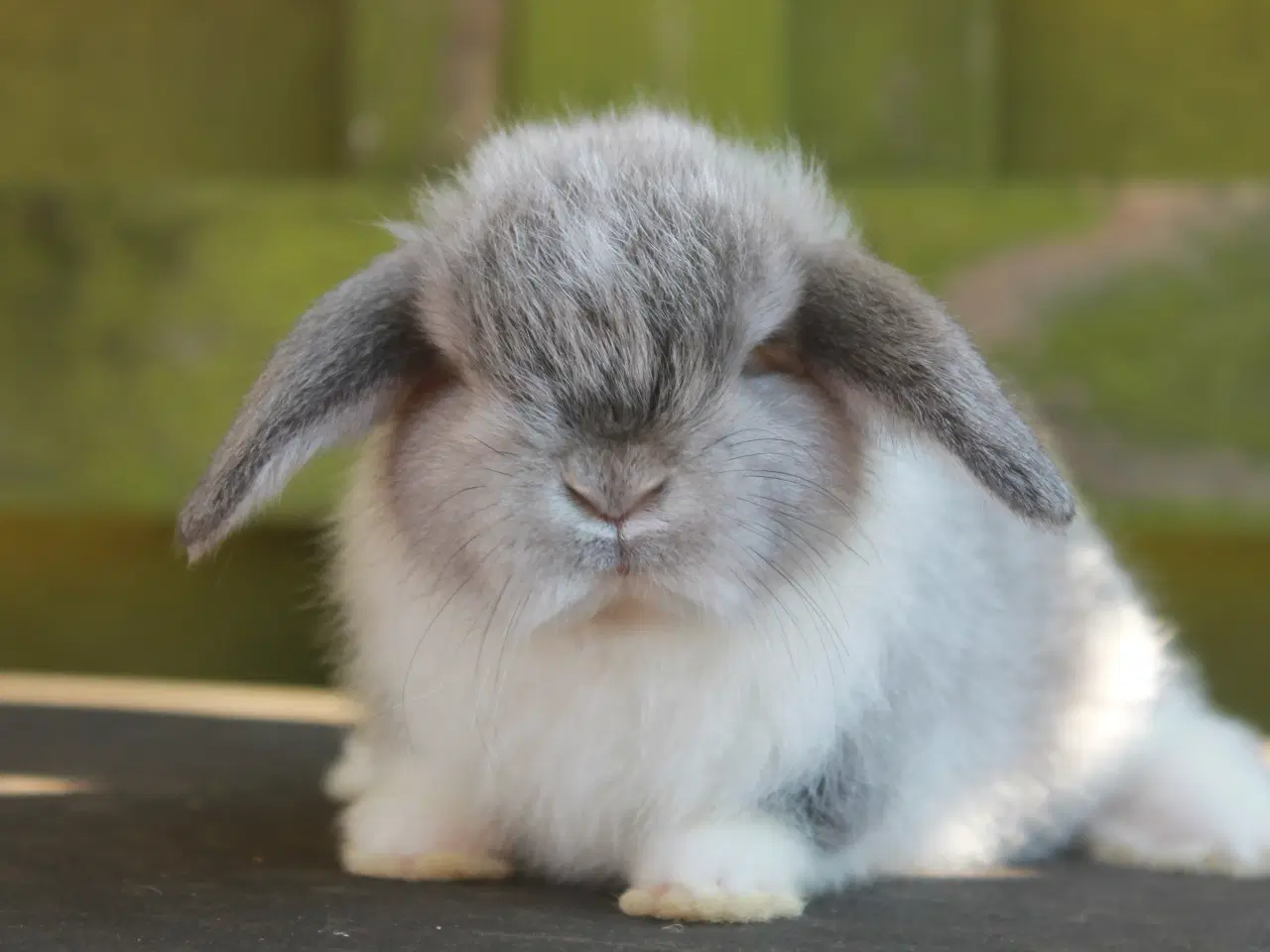 Billede 1 - Mini lop hankanin