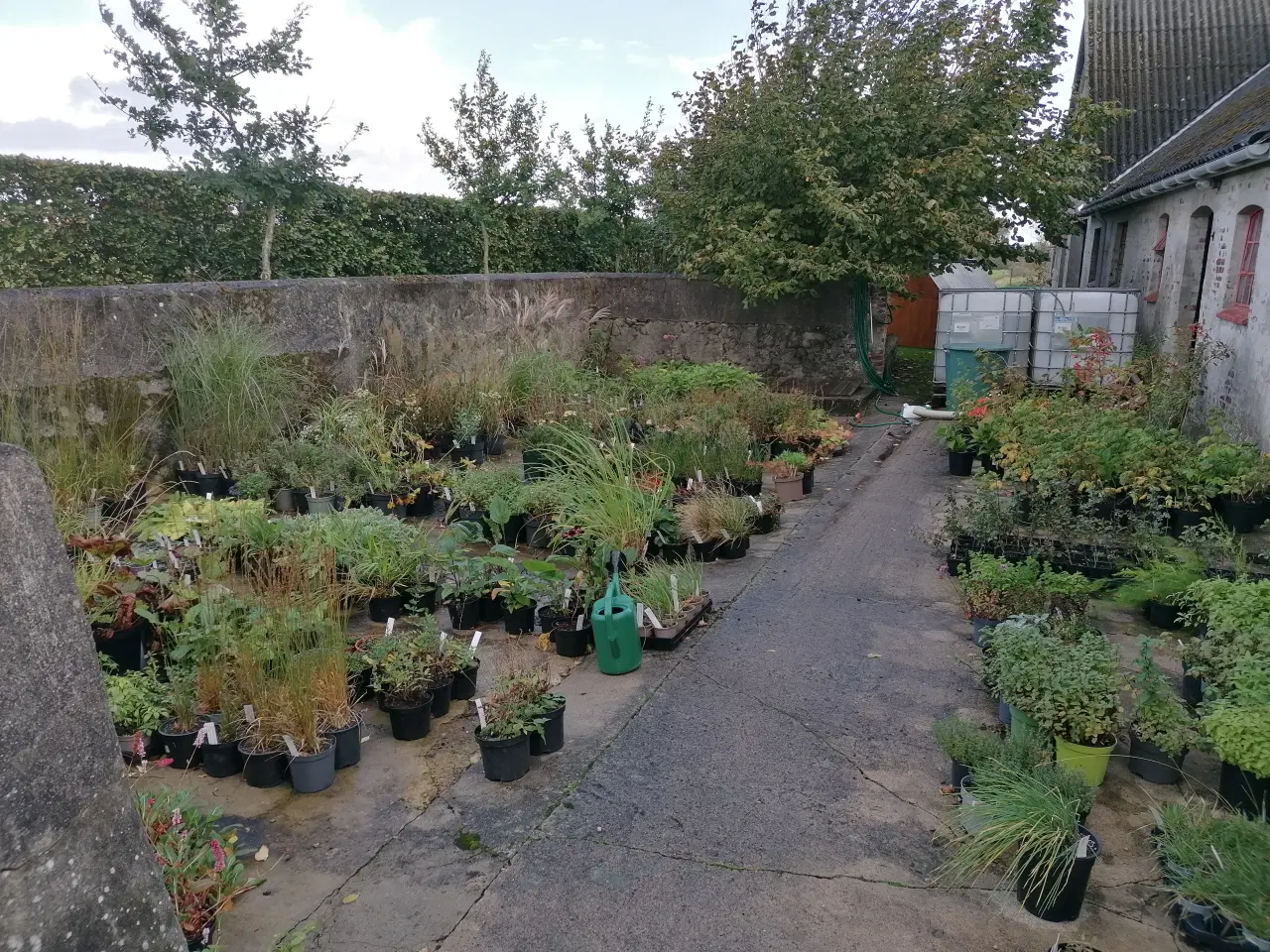 Billede 2 - Stauder og prydgræsser