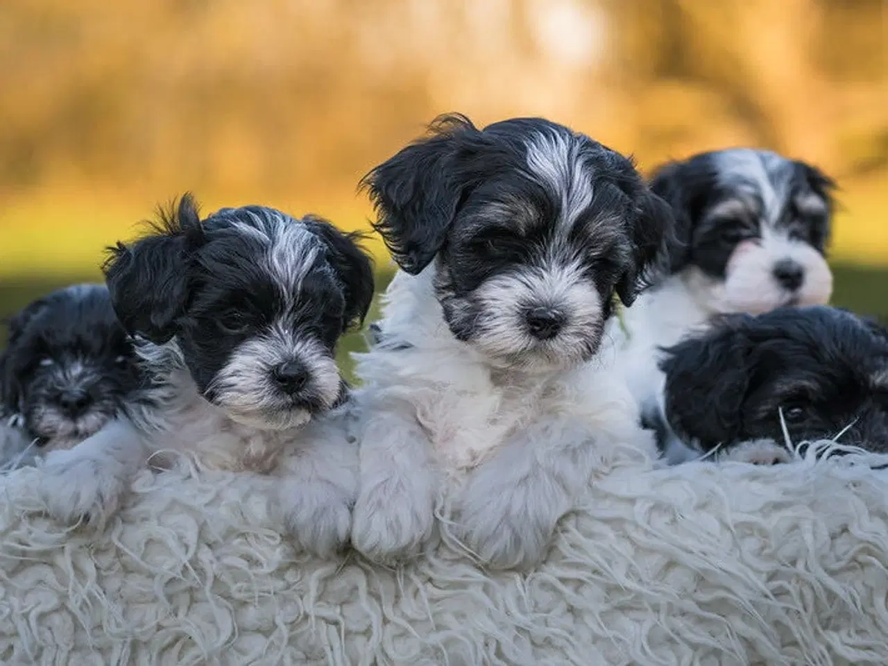 Billede 3 - Charmerende Lhasadoodle tæve