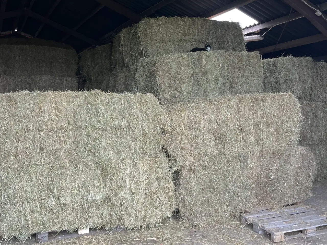 Billede 1 - Hø i minibig 