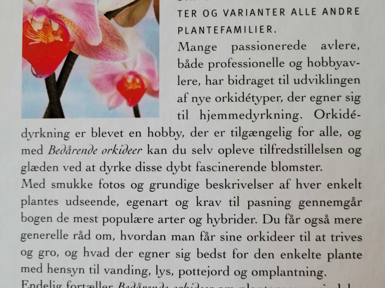Billede 4 - Orkideer, alt godt fra Haven 