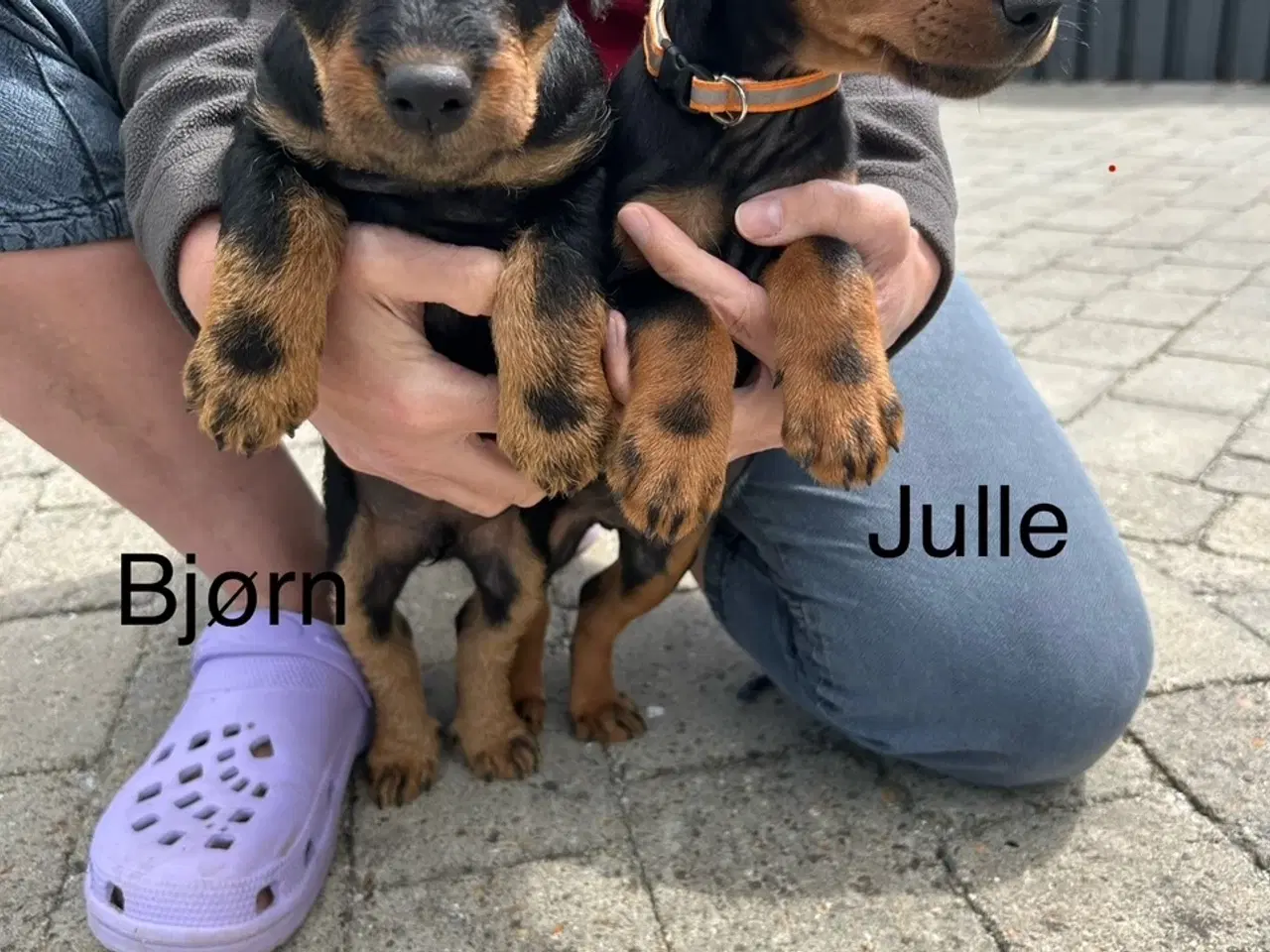 Billede 2 - Tysk jagtterrier hvalpe