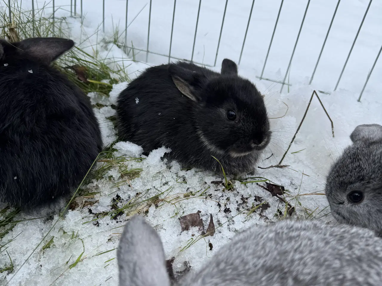 Billede 16 - Dværgvædder unger sælges