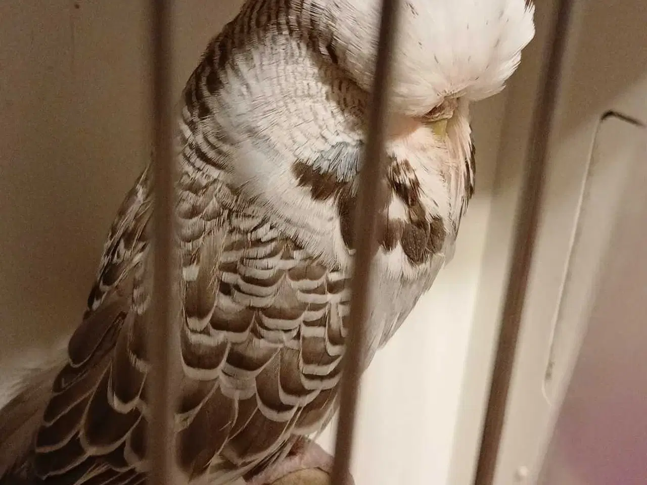 Billede 4 - Engelsk undulat hun