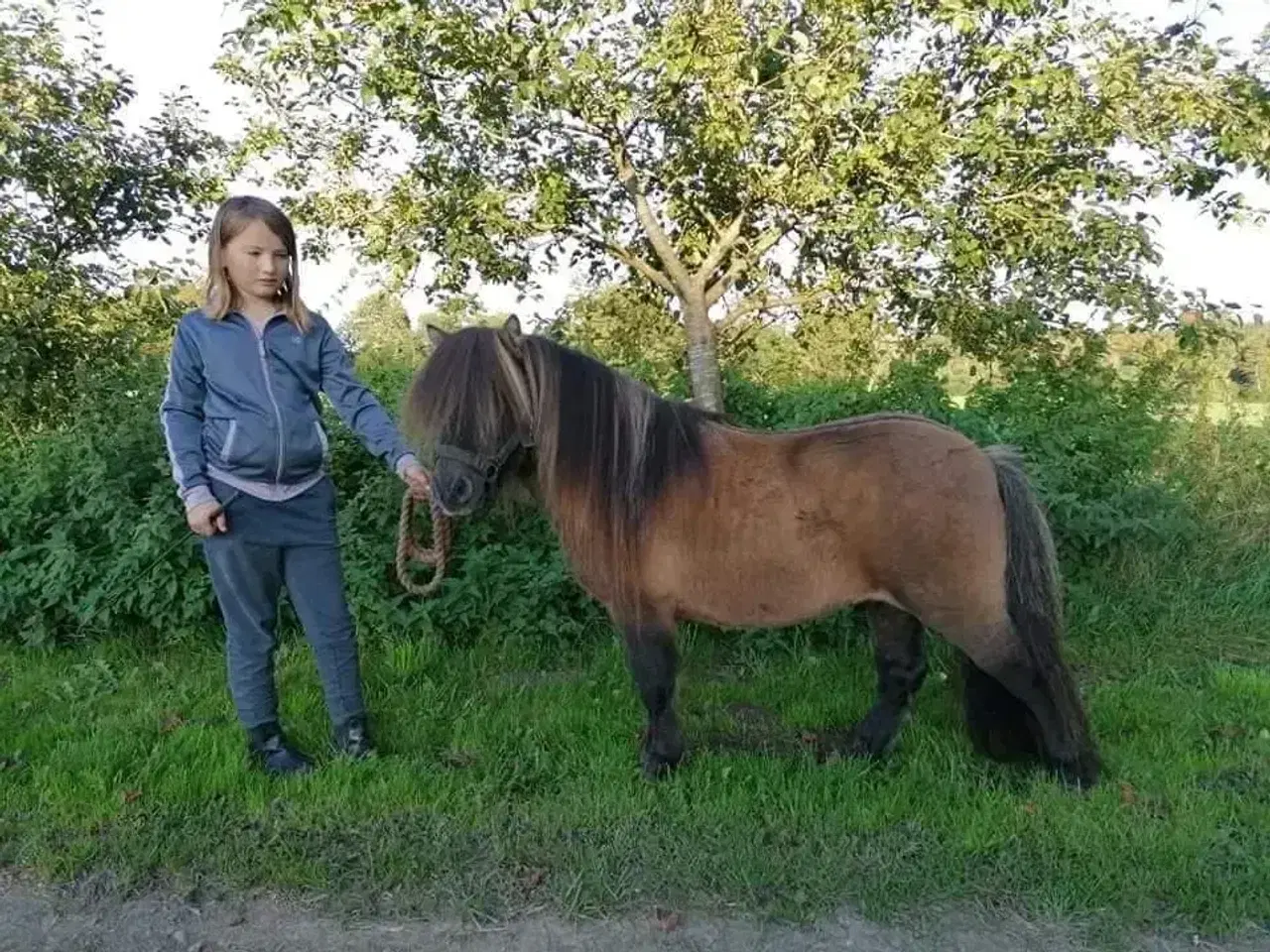 Billede 3 - Kåret Shetlandspony Avlshingst. 