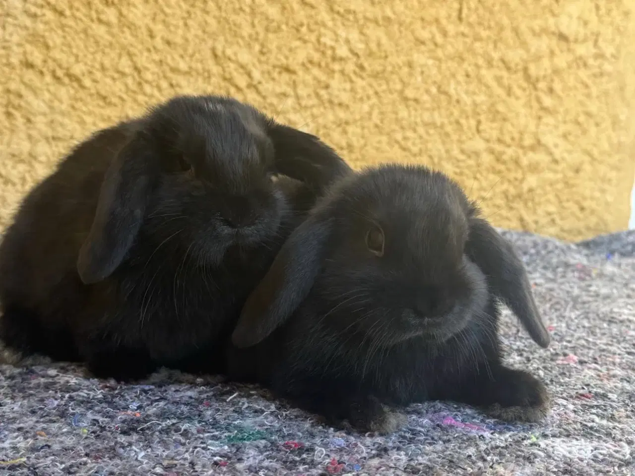 Billede 9 - Han Dværgvædder unger sælges 