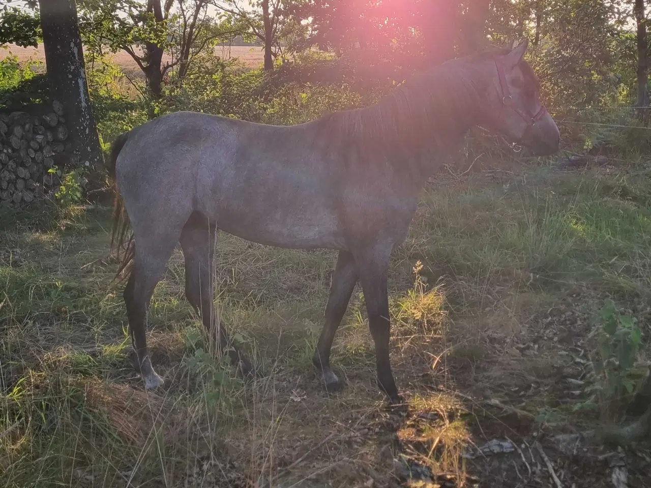 Billede 2 - Projekt pony 