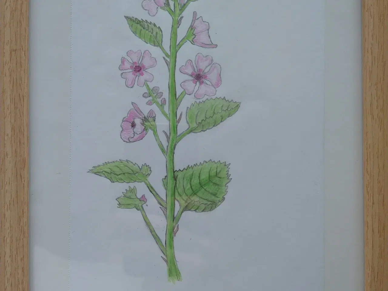 Billede 1 - Originale håndtegnede plantebilleder