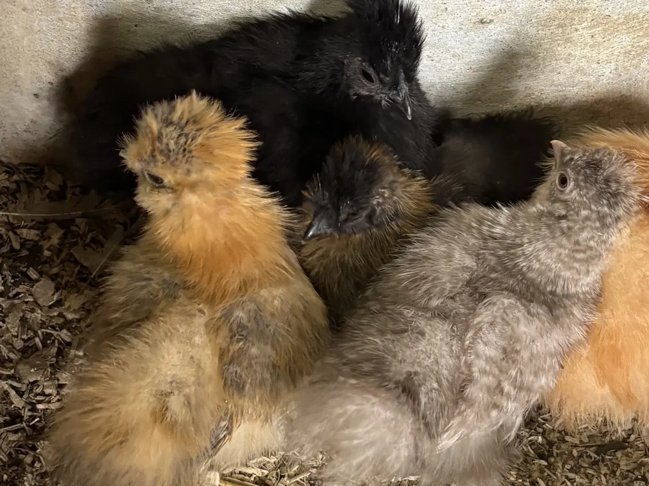 Billede 1 - Silkekyllinger