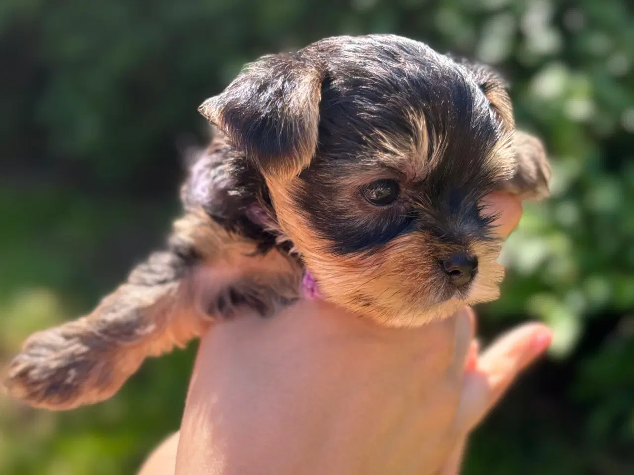 Billede 4 - Yorkshire terrier 