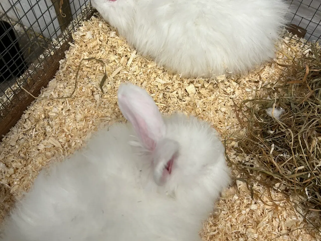 Billede 2 - Angora kaniner 