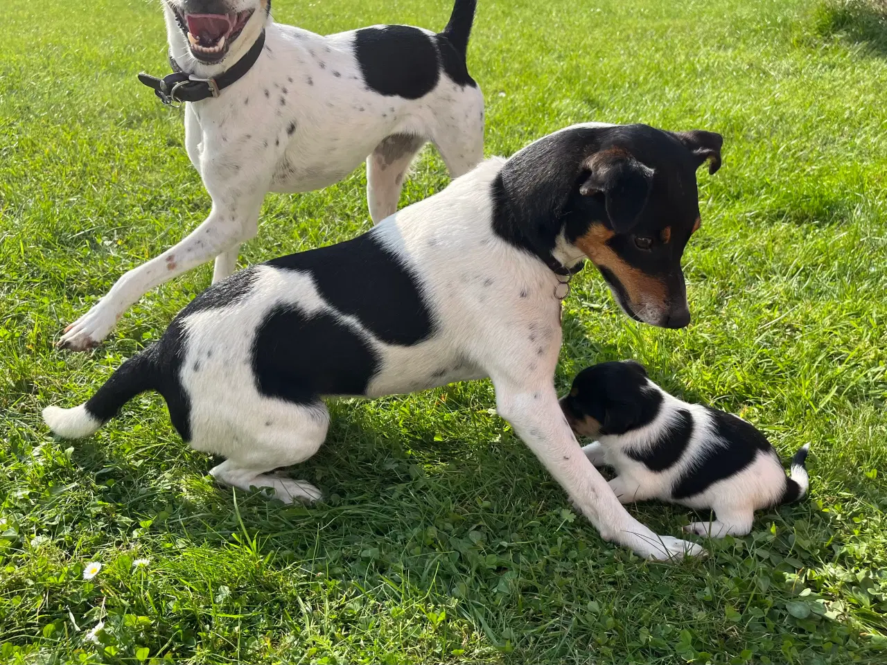 Billede 8 - Dansk-svensk gårdhund