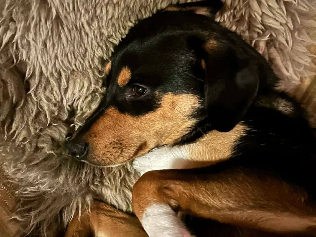 Billede 6 - Søde Charlie til omplacering