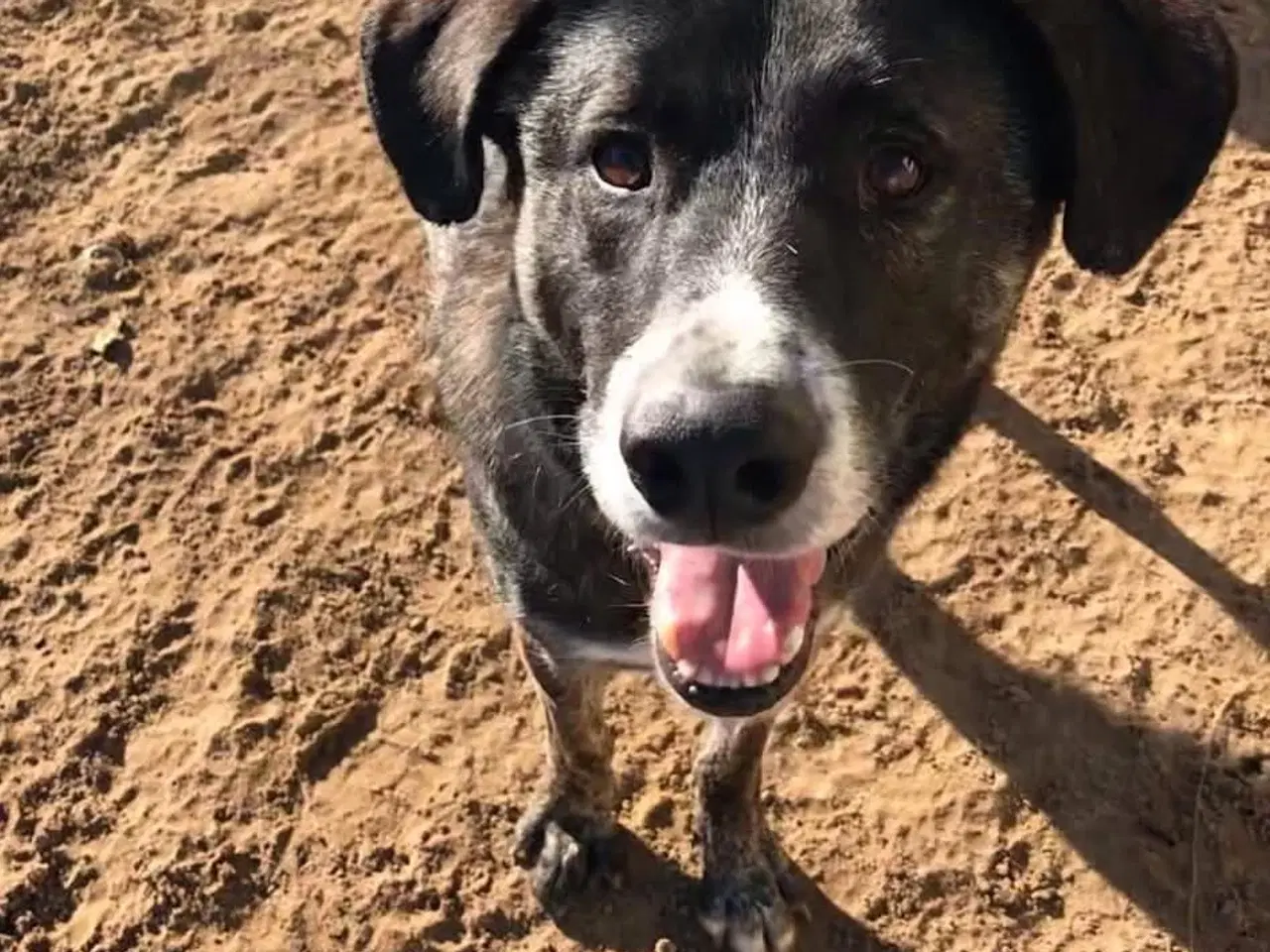 Billede 4 - Smukkeste Hannibal søger familie 💙