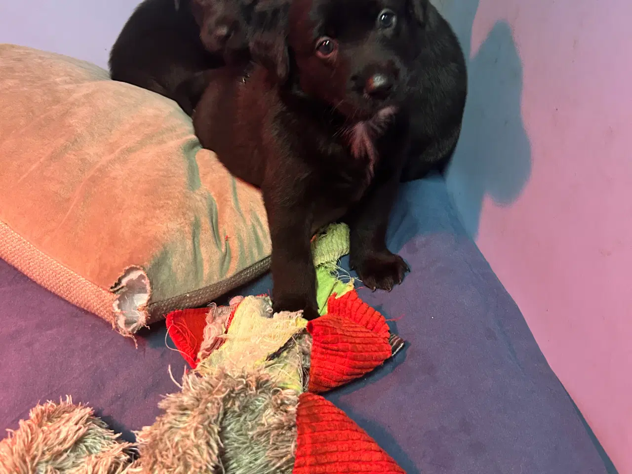 Billede 10 - 3 skønne han hunde 