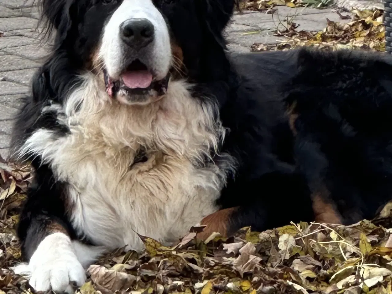 Billede 7 - Berner Sennen & Labrador - Bedækning tilbydes