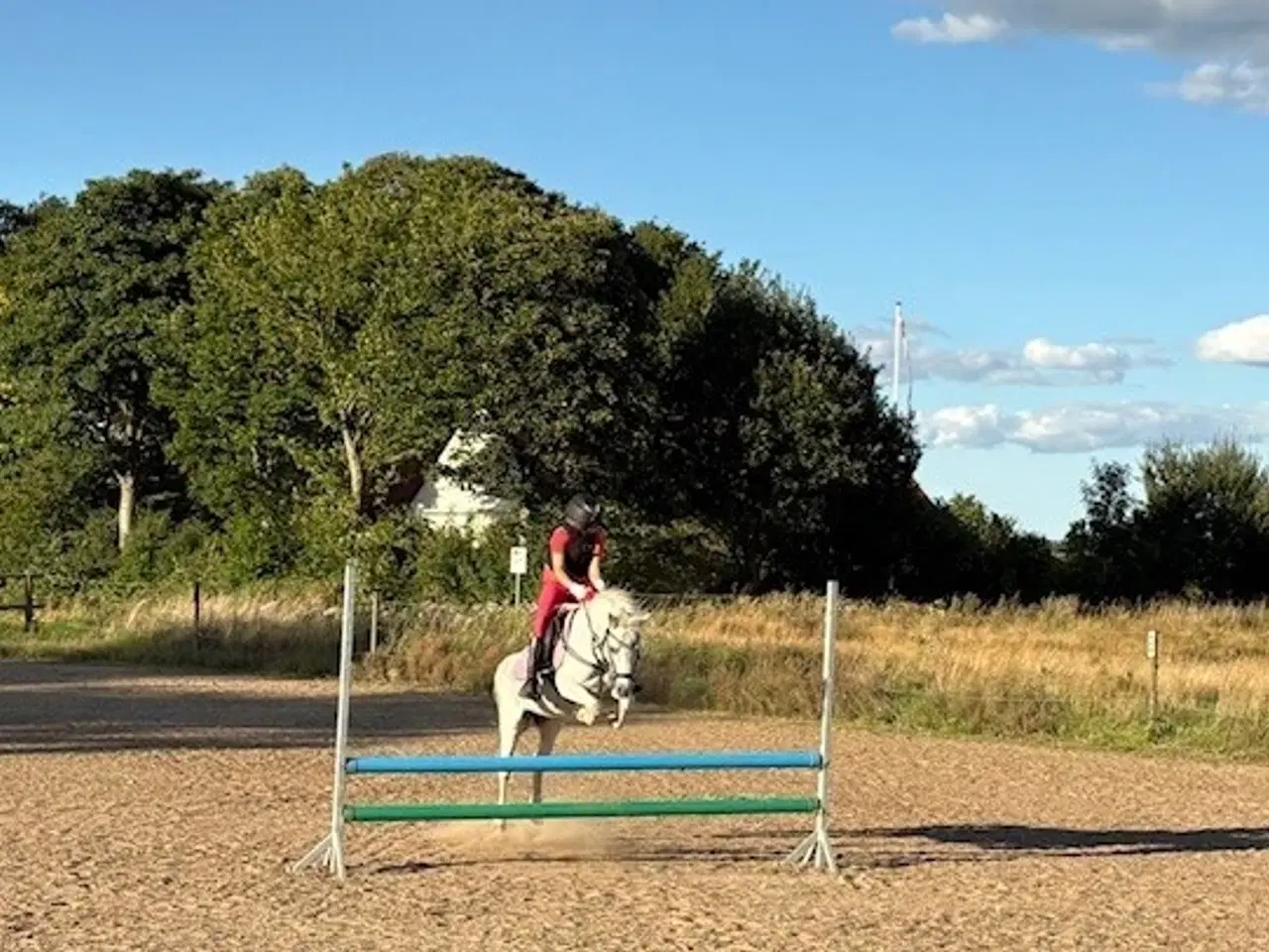 Billede 5 - Charmerende børnepony med stor personlighed