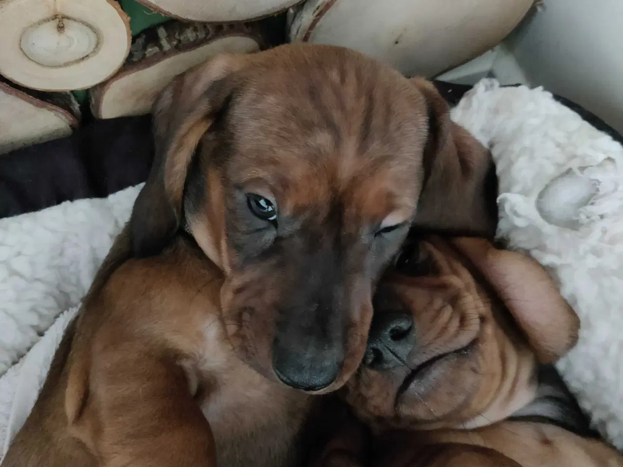 Billede 3 - Gravhund hvalp 