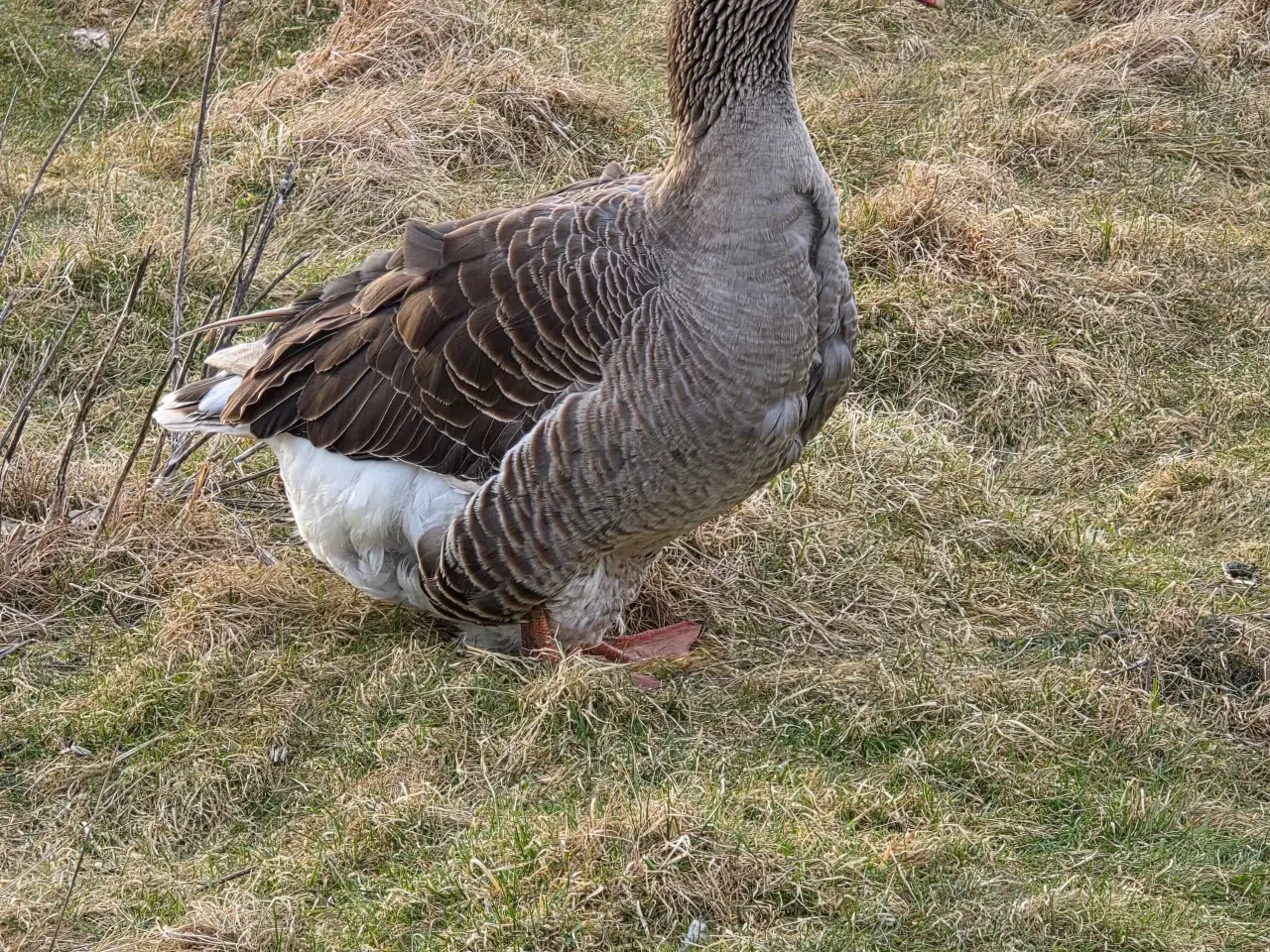Billede 2 - Ruge æg fra gæs 