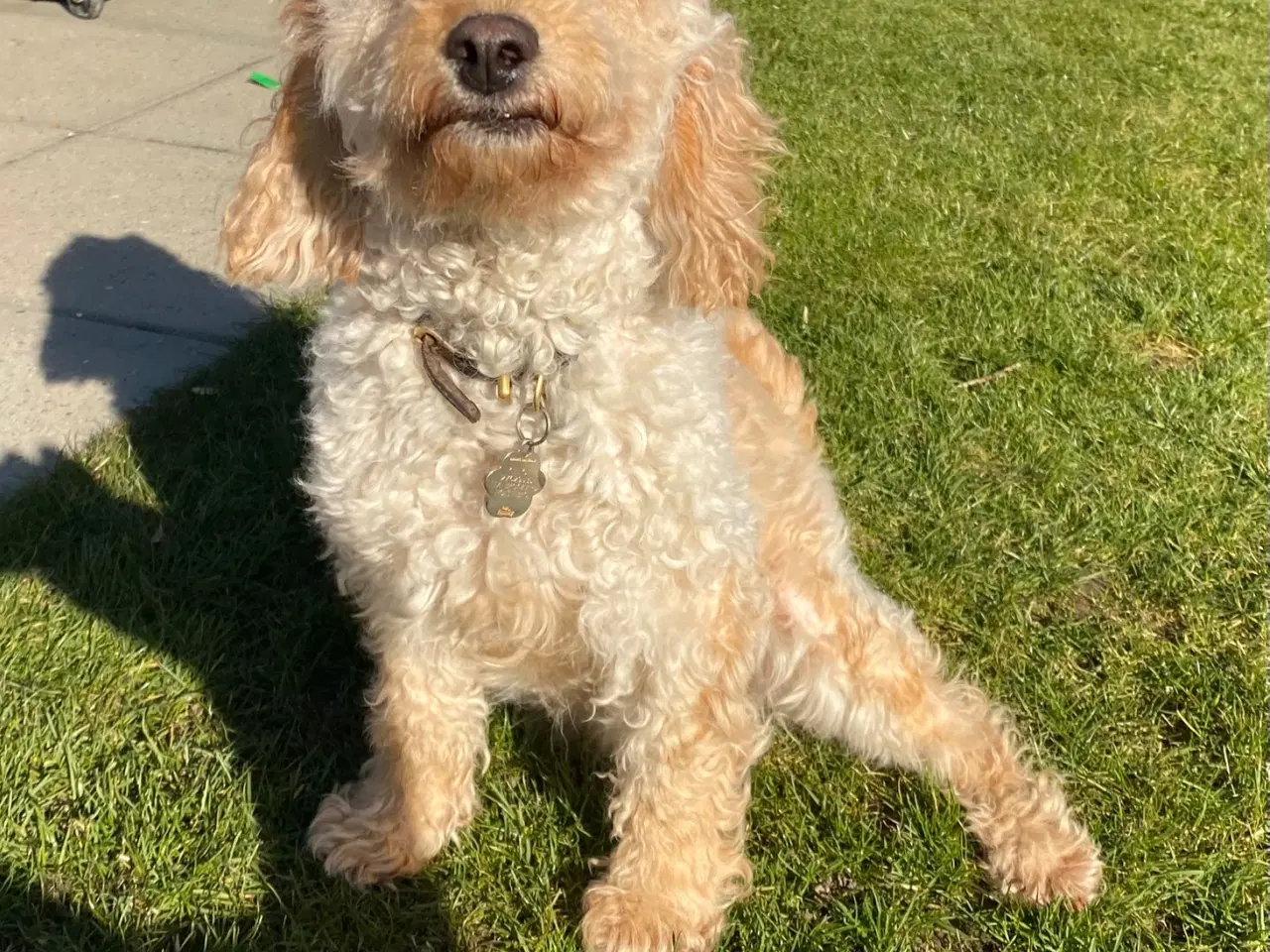 Billede 14 -  Smukke Goldendoodle mellem doodle hvalpe