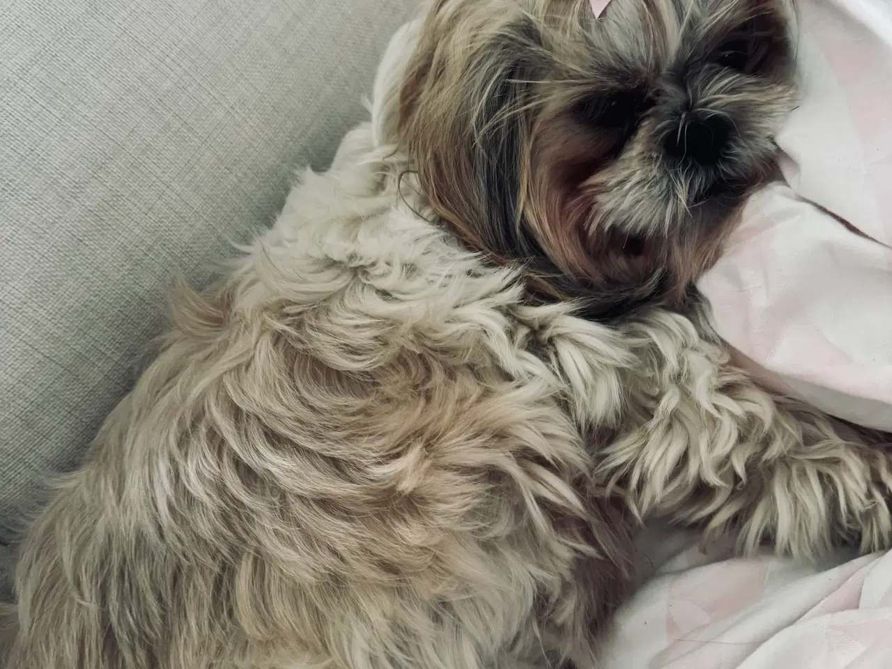 Billede 5 - Shihpoo hvalpe 🐶🌸 rejseklar 19. Maj 26