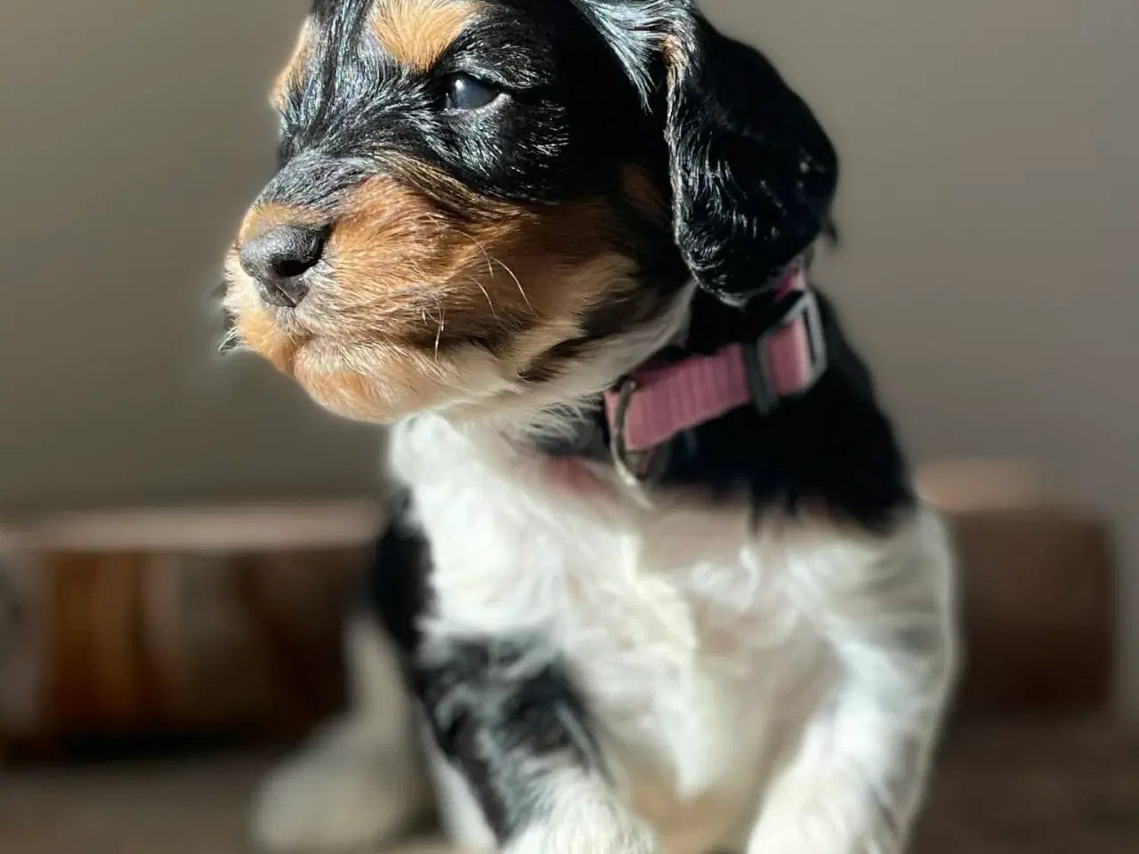 Billede 2 - Cockerpoo tæve på 4 uger