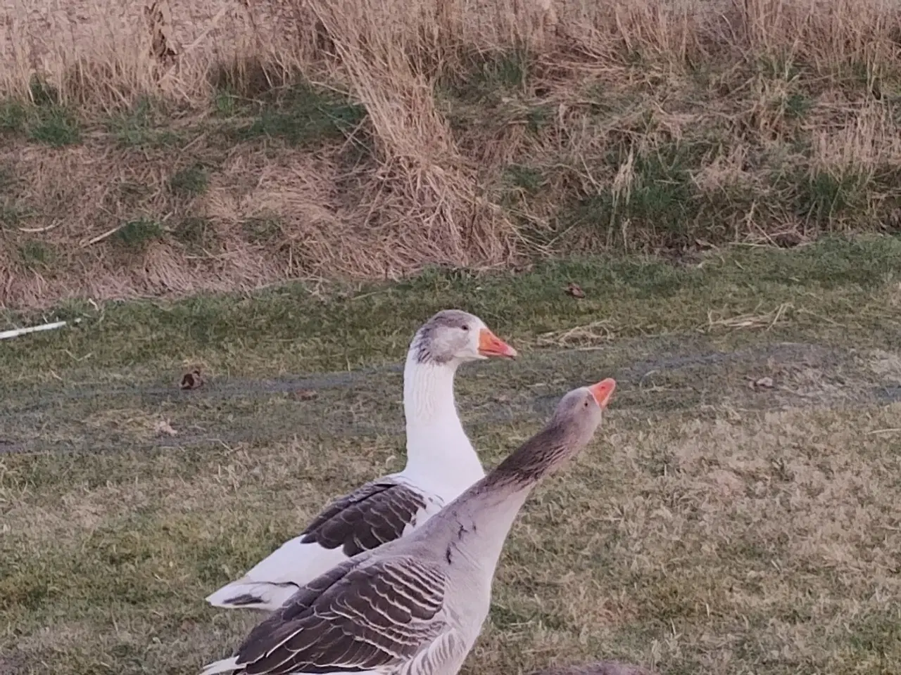 Billede 1 - Landgåsepar sælges