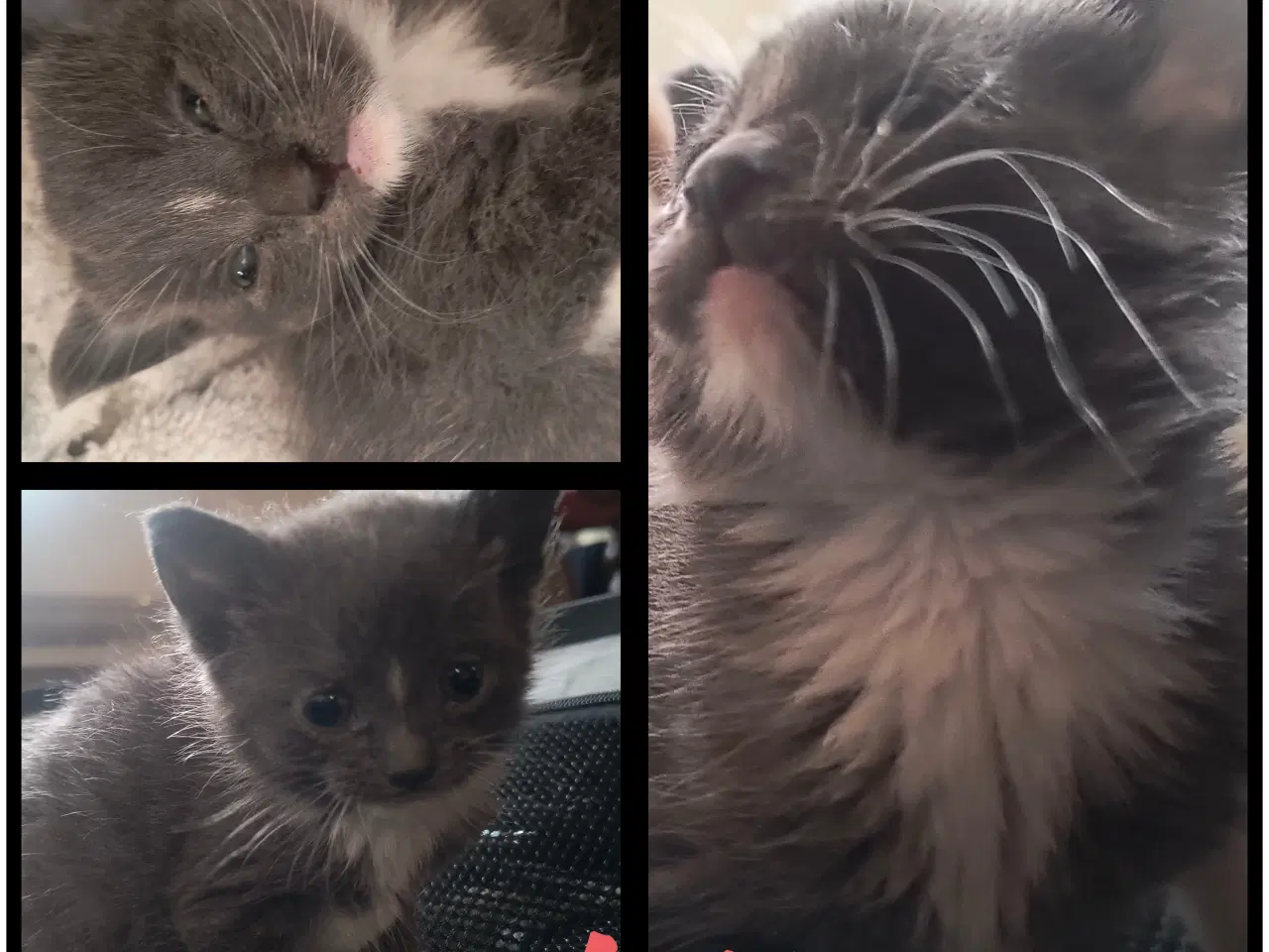 Billede 2 - British Shorthair, Siameser, Hellig Birma mix