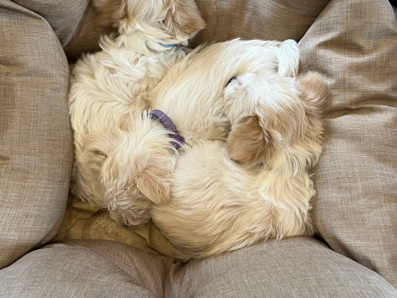 Billede 6 - Lækre hvalpe drenge