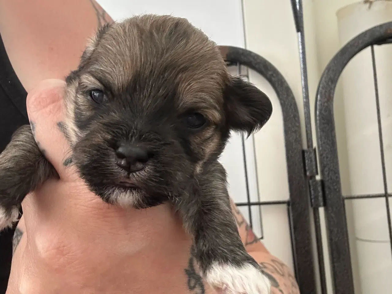 Billede 3 - Lhasa apso - Charlie