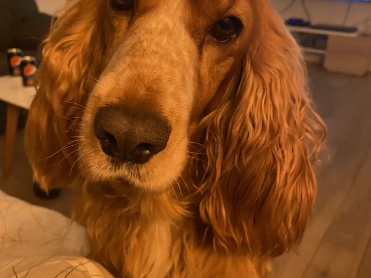 Billede 1 - Cockerspaniel tæve