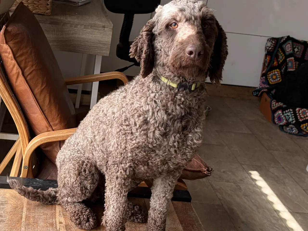 Billede 8 - 2 voksne mellem puddel piger