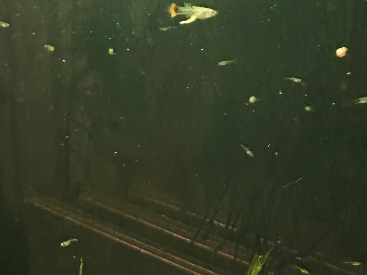 Billede 1 - ❤️🐟 Rednose Dumbo Guppy – Smuk Kontrast (unger)