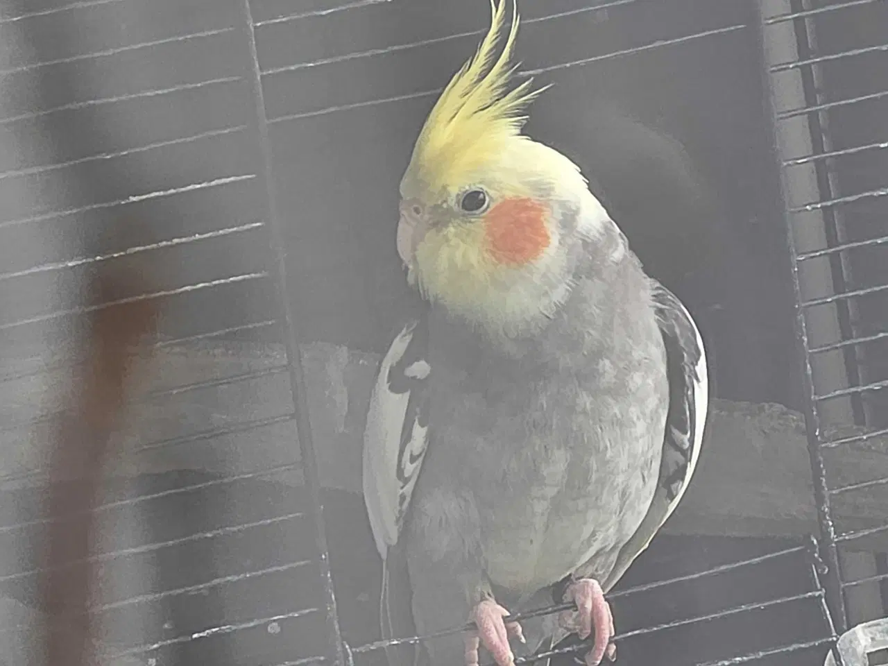 Billede 3 - Nymfeparakit han 