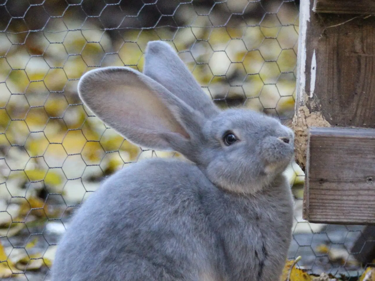 Billede 6 - Belgisk kæmpe kaninunger af ren race