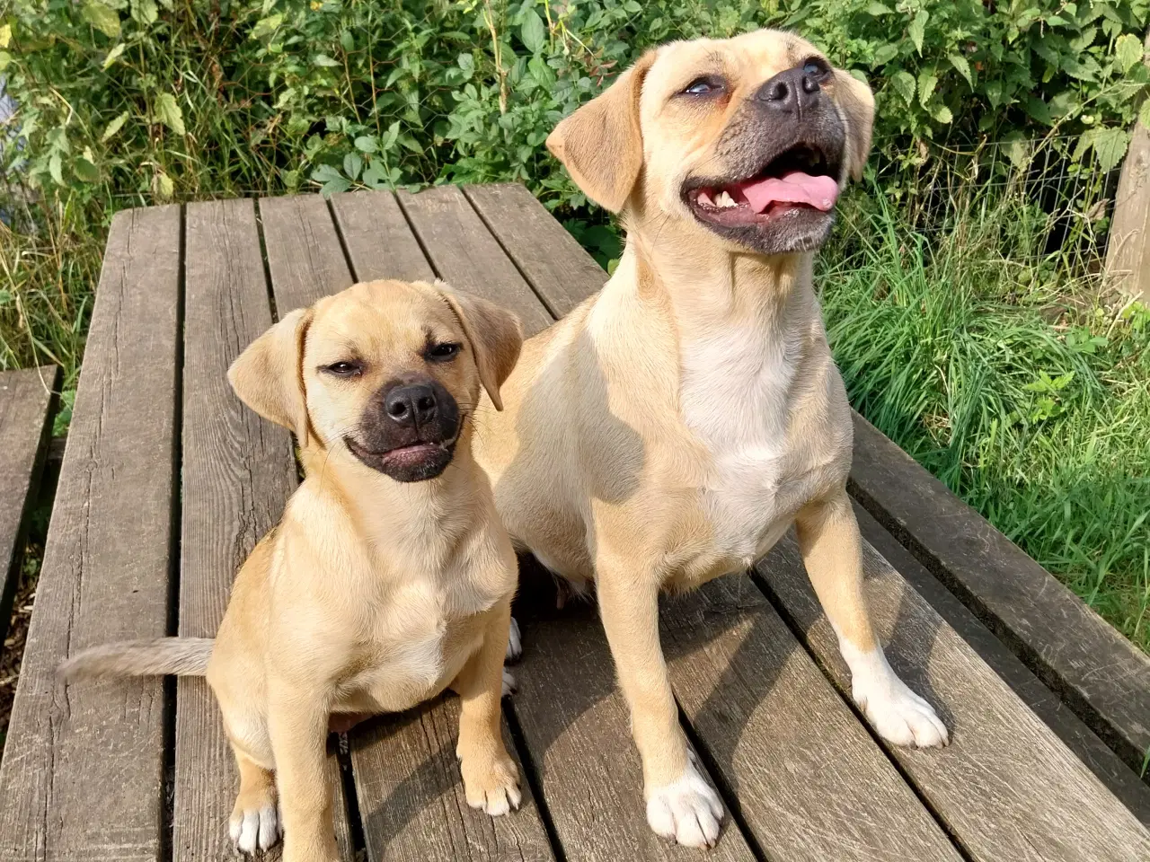 Billede 1 - Dansk svensk gårdhund - mops blandinger